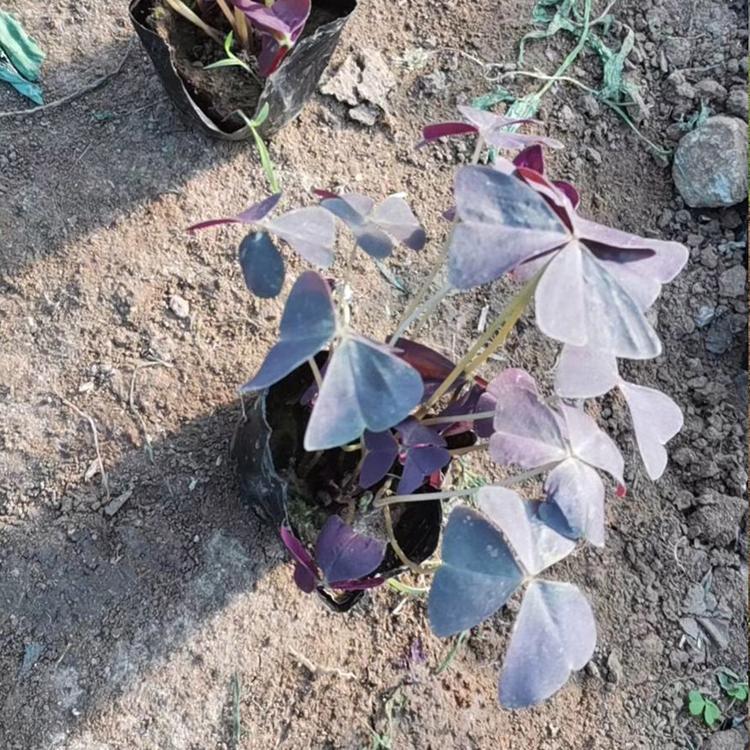 榨浆草小苗 榨浆草批发基地