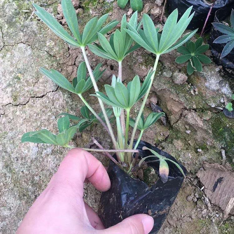 羽扇豆(鲁冰花）基地 丽都花卉苗木