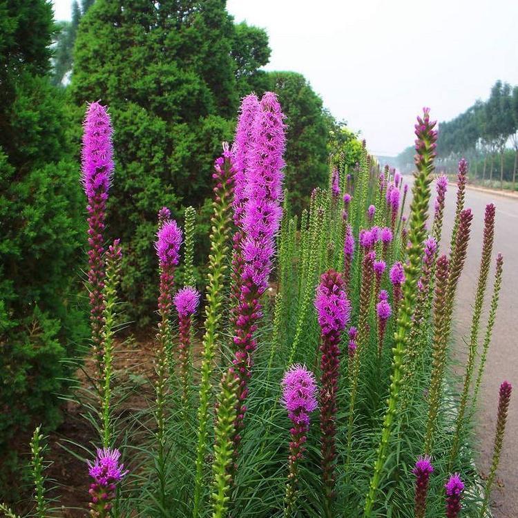 蛇鞭菊批发基地 青州蛇鞭菊 蛇鞭菊图片