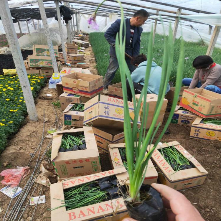 紫娇花 丽都紫娇花 多年生 紫娇花价格