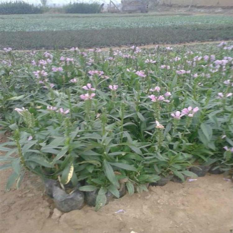 假龙头批发价格 假龙头基地价格
