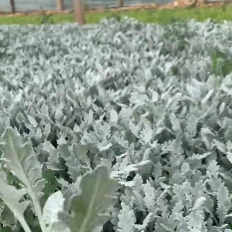 银叶菊基地 银叶菊价格 杯苗银叶菊供应 银叶菊报价