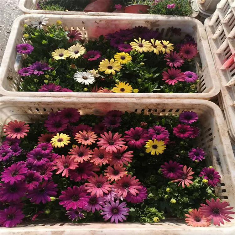 基地供应万寿菊杯苗    万寿菊价格