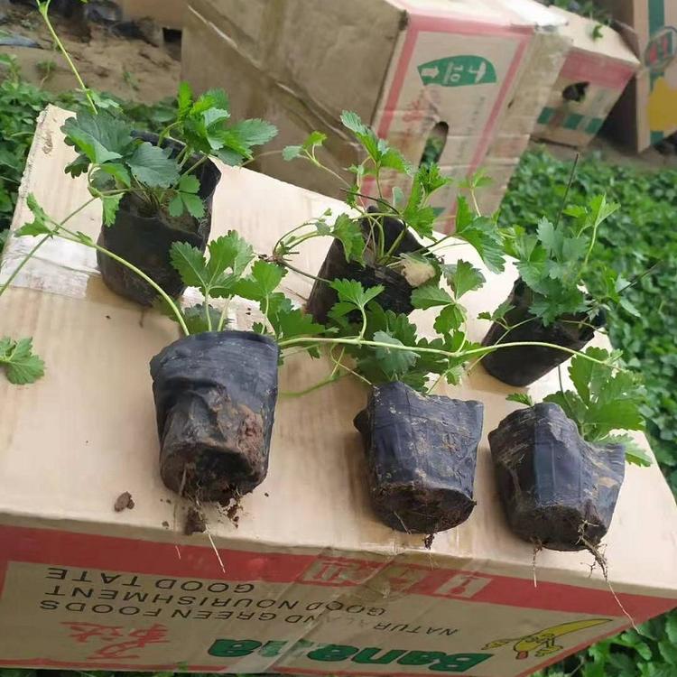 三叶委陵菜有.花碟锦簇批发