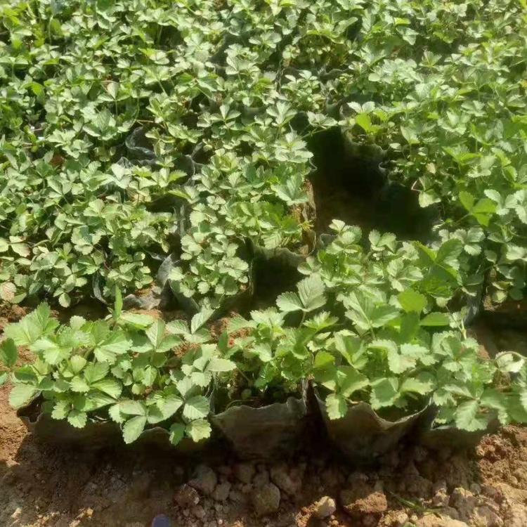 三叶委陵菜价格.花碟锦簇批发五叶委陵菜