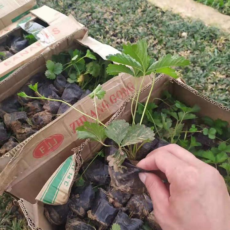 三叶委陵菜价格.花碟锦簇批发五叶委陵菜.委陵菜基地