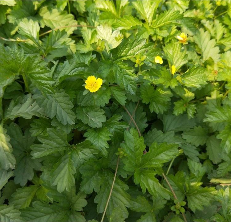 花碟锦簇批发.五叶委陵菜.委陵菜基地