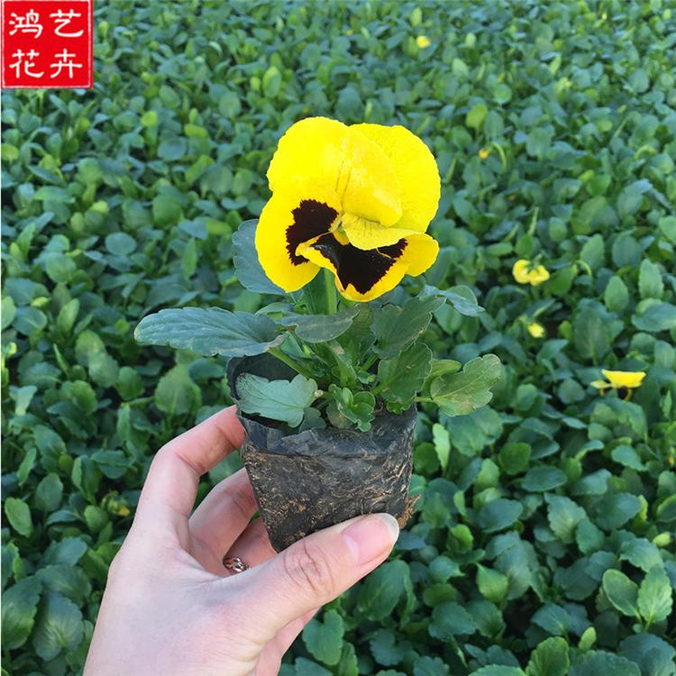 三色堇苗 抗寒草花三色瑾 基地供应