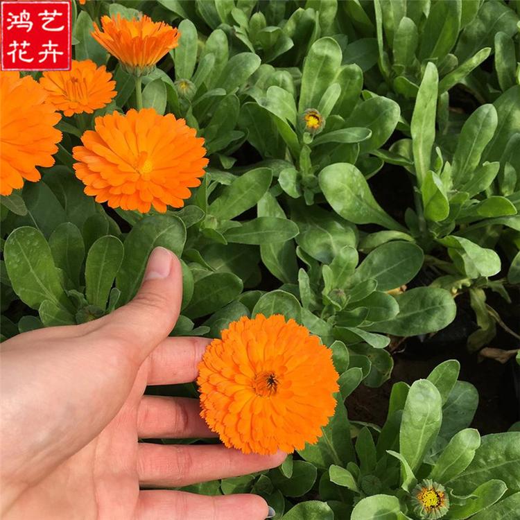 金盏菊 观赏花金盏菊供应商 直销金盏菊苗