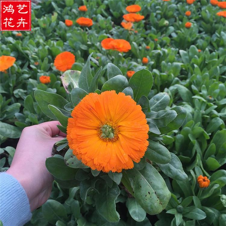 金盏菊 金盏菊种植基地 鸿艺花卉 大量批发
