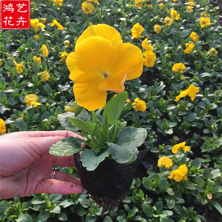 山东三色堇 三色堇种植基地 三色堇小苗