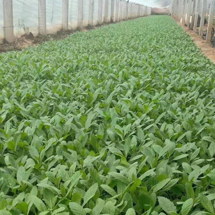 马鞭草小苗 马鞭草种植基地 柳叶马鞭草花海 俊宇