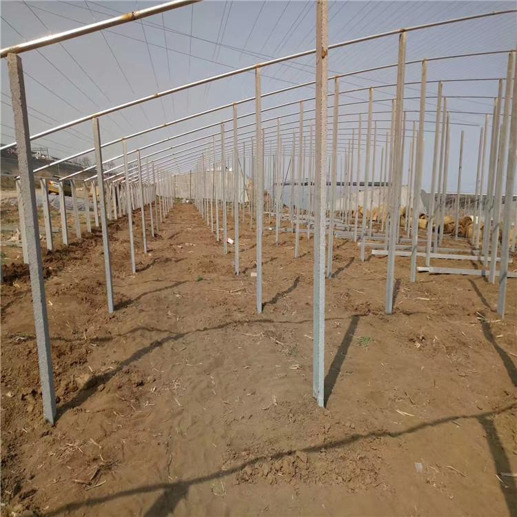 单体拱棚建设 单体拱棚定制
