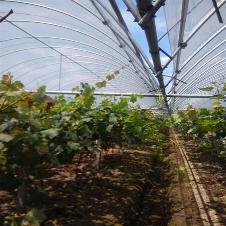 连栋薄膜大棚 农业种植大棚 草莓花卉镀锌连栋温室大棚