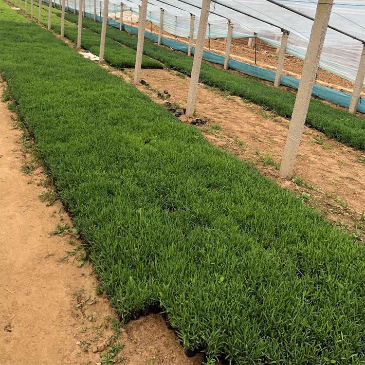 青州地被石竹种植基地 地被石竹批发商