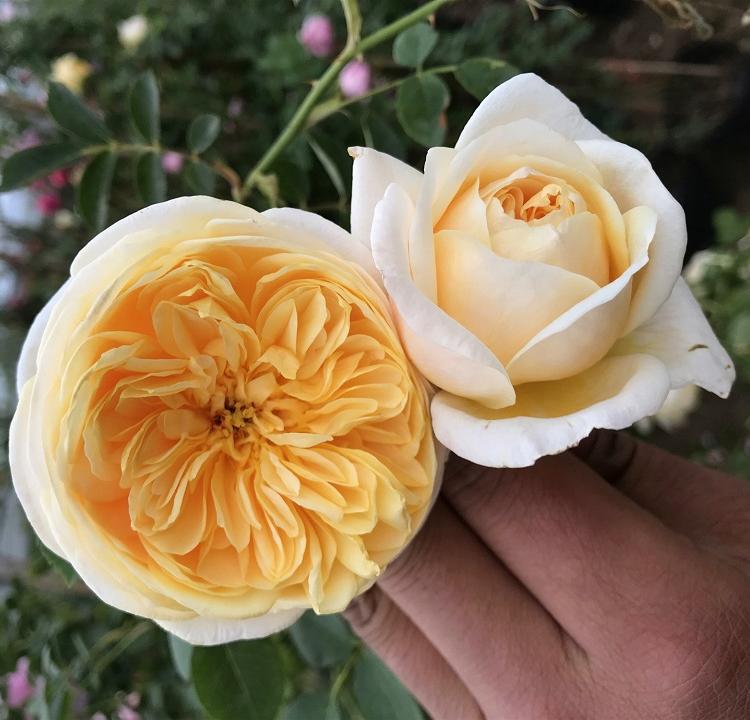 应季热销 品种月季种植基地  都来地邦选购月季吧