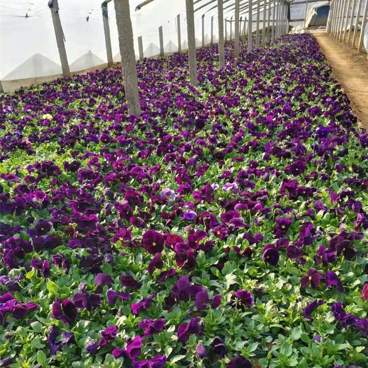 三色堇花海 文萱花卉花海品种全 多年生花卉基地