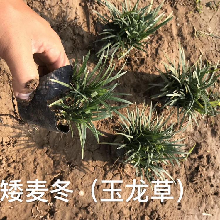 矮麦冬 矮麦冬价格 山东玉龙草批发