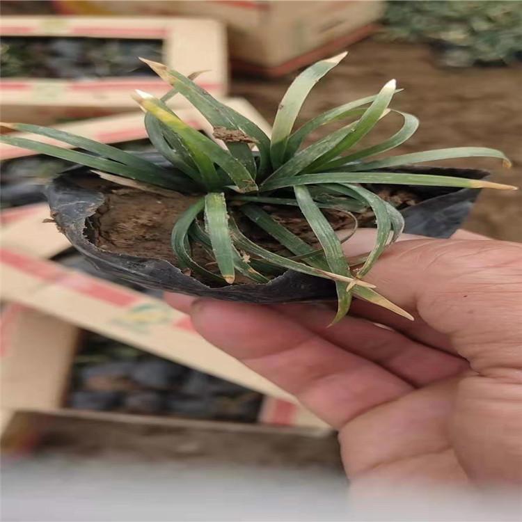 矮麦冬价格 玉龙草批发 江瑞基地供应优质矮麦冬