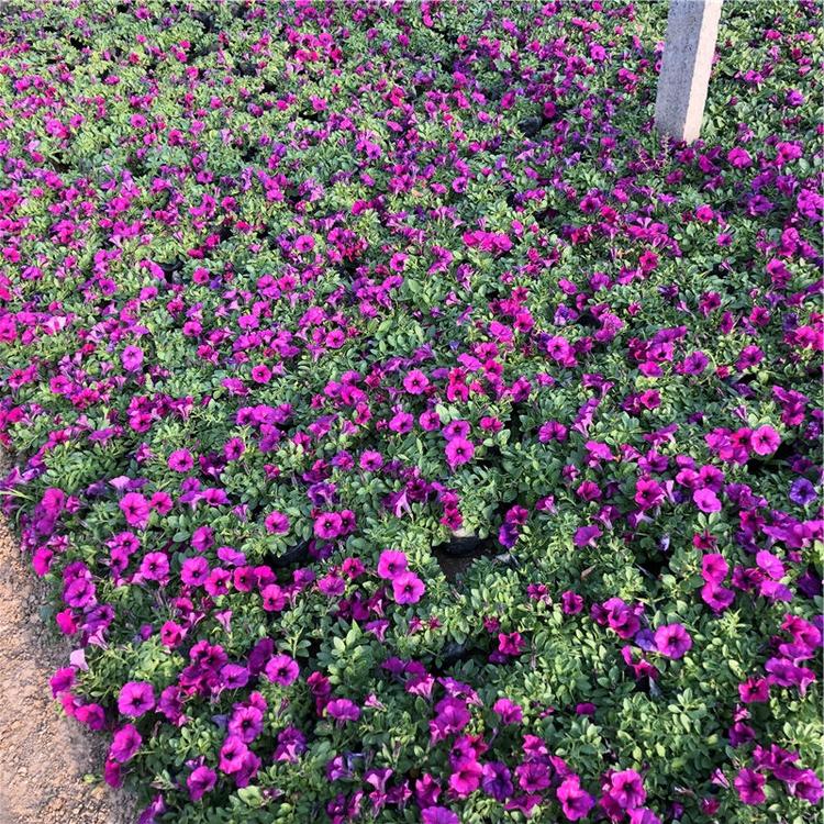 垂吊牵牛基地 批发多色垂吊牵牛小苗