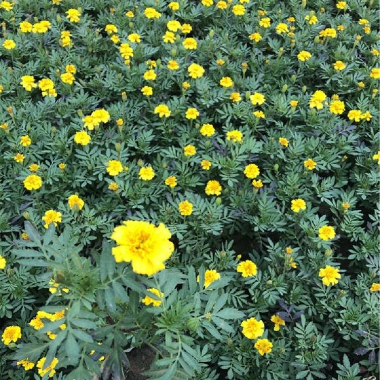 孔雀草批发 基地供应红色黄色孔雀草苗