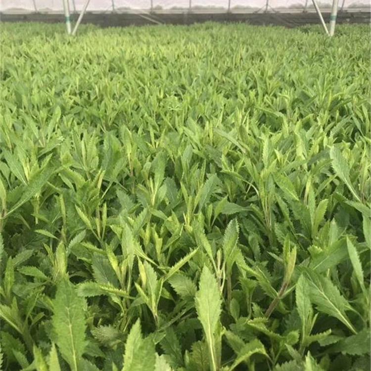 茂刚大量供应马鞭草 马鞭草培育基地 马鞭草种子批发