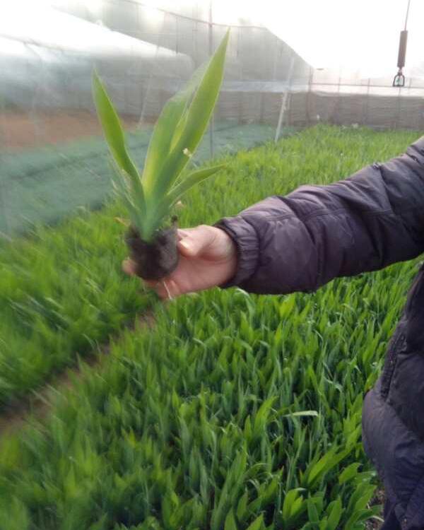 水生鸢尾基地  德国鸢尾报价   多年草本植物 观赏性好