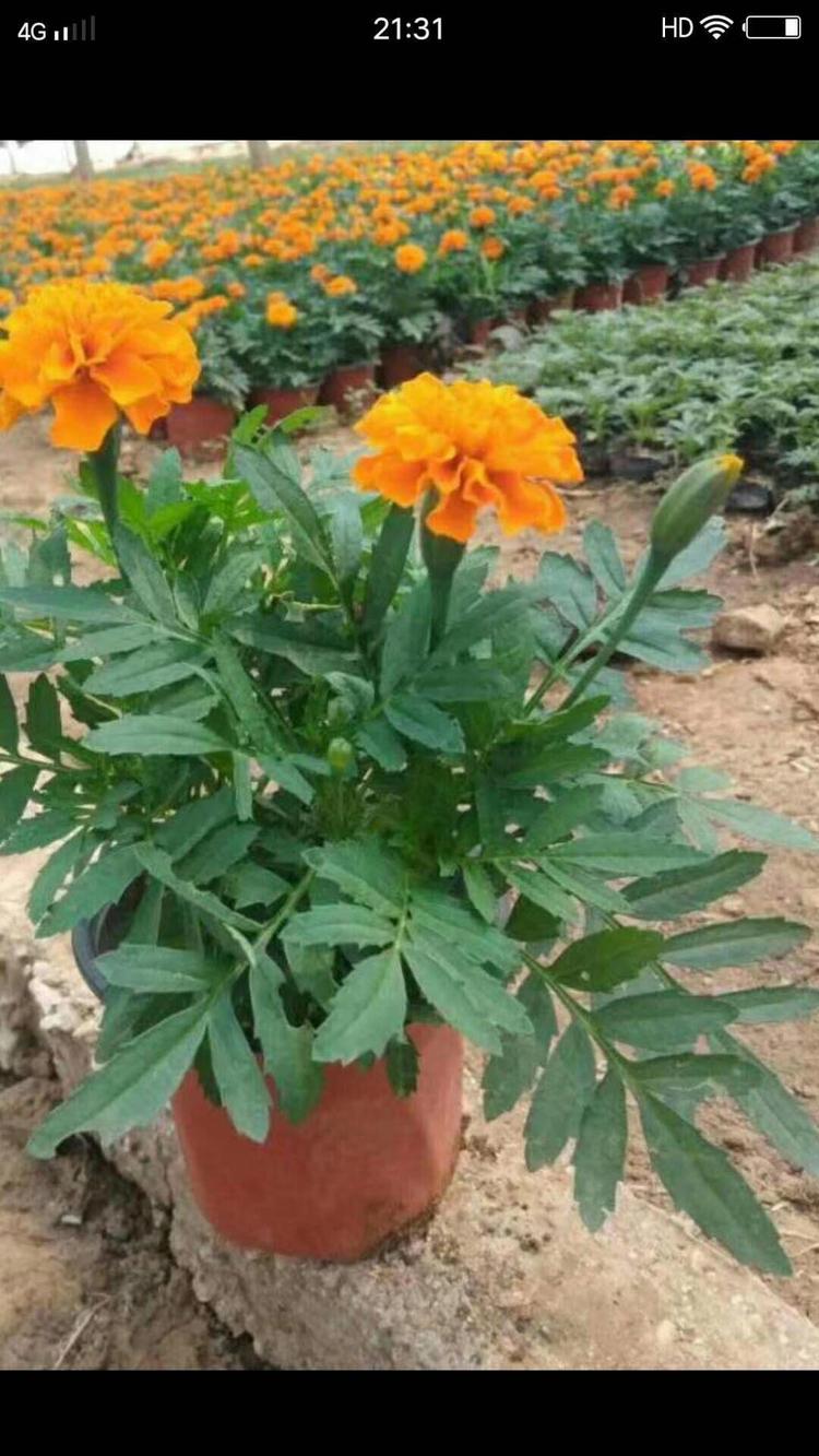 山东青州草花孔雀草直供