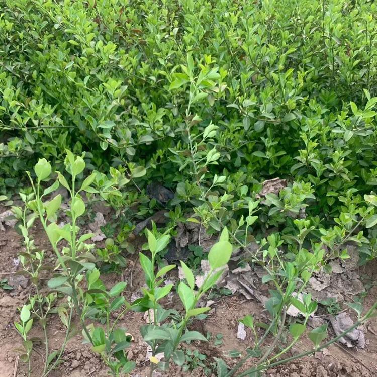大叶扶芳藤基地 大叶扶芳藤价格 扶芳藤供应 大叶扶芳藤报价