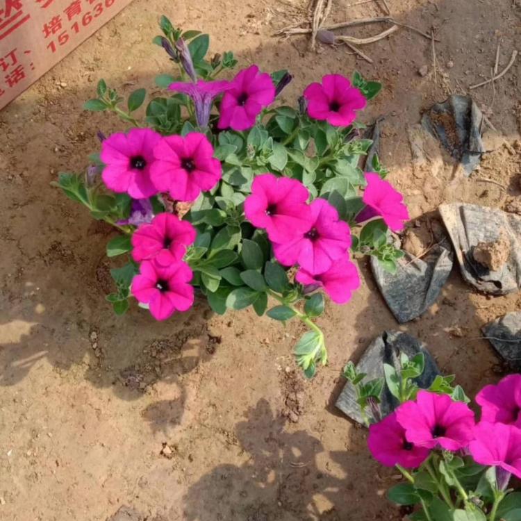 牵牛花基地 牵牛价格 杯苗牵牛供应 牵牛花报价