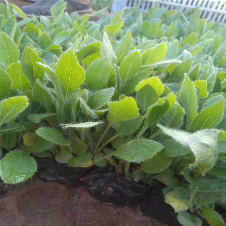 优质黑心菊小苗种植基地     黑心菊价格