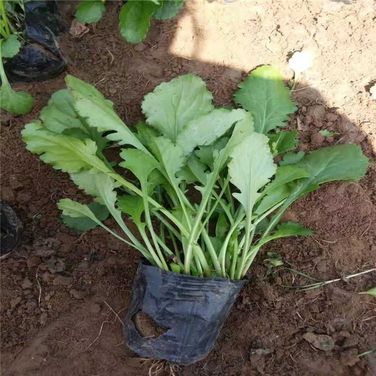 大量直销大滨菊杯苗    大滨菊小苗价格