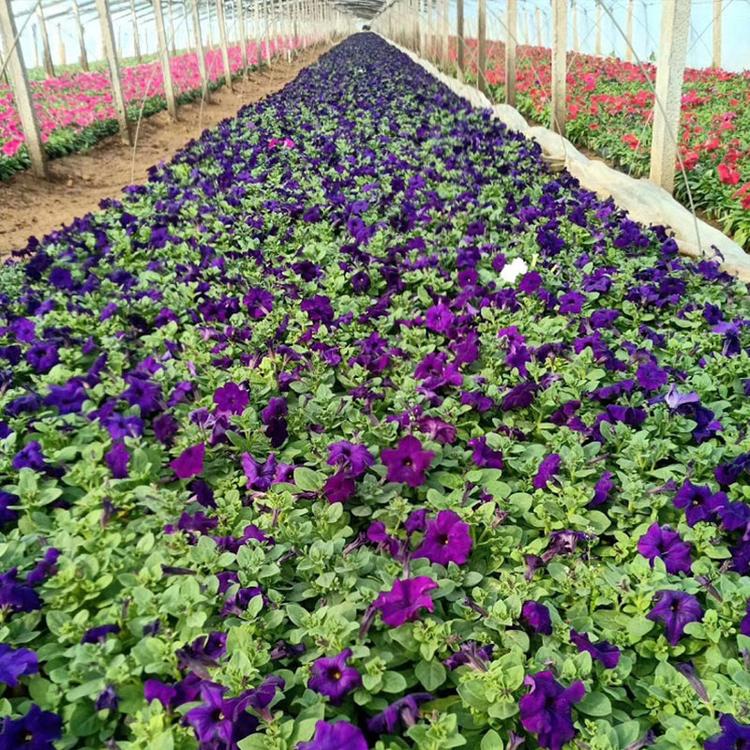 矮牵牛种植基地 青州矮牵牛 销售好苗