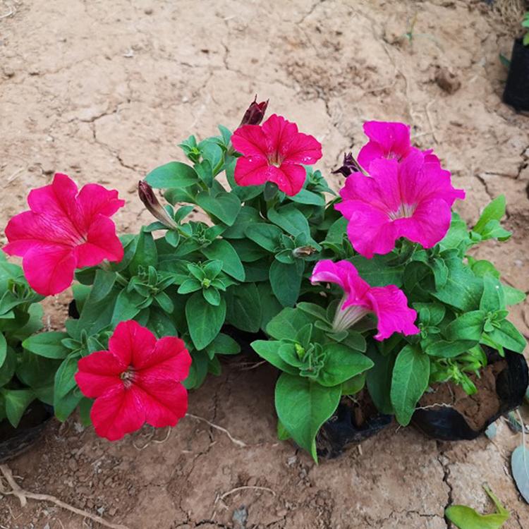 观赏花卉矮牵牛 基地批发矮牵牛价格
