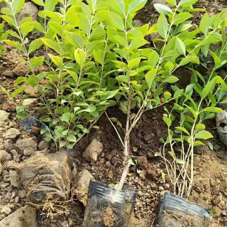金叶女贞 青州金叶女贞种植基地 批发