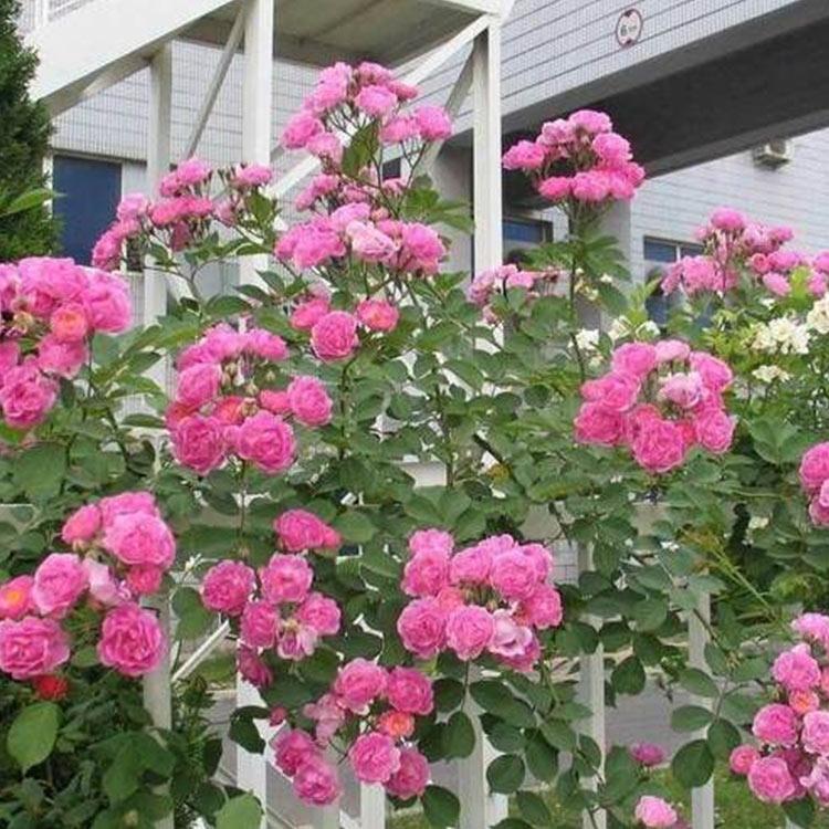 月季 微型月季 青州来鑫种植基地供应微型月季苗