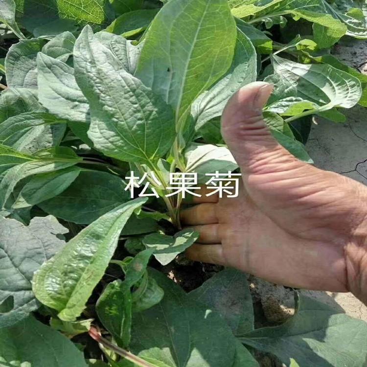 松果菊  松果菊批发  林博基地大量销售松果菊