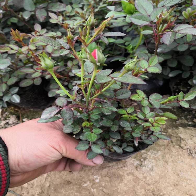 微型玫瑰  微型月季 微型玫瑰价格 微型玫瑰批发