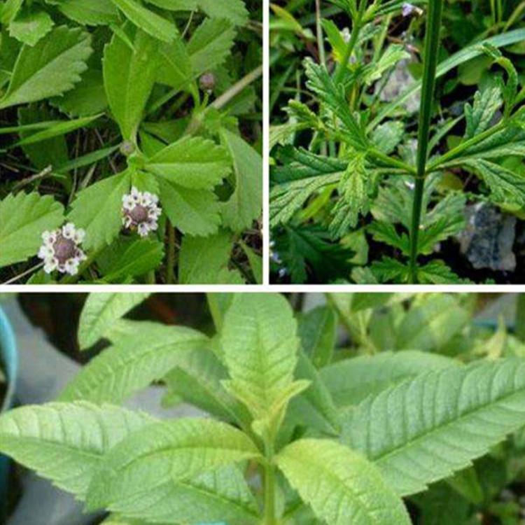 马鞭草基地  马鞭草花海工程  马鞭草小苗