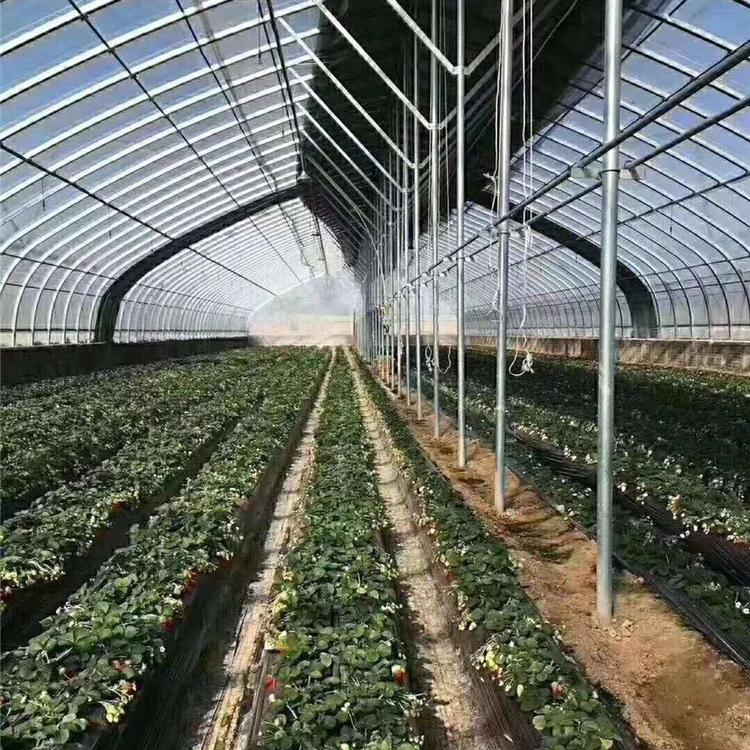 果树日光大棚 钢架日光温室 日光连体大棚 青州博盛