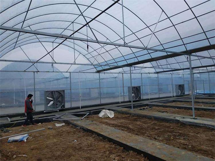 纹洛型温室 三连栋日光温室  博盛温室建设