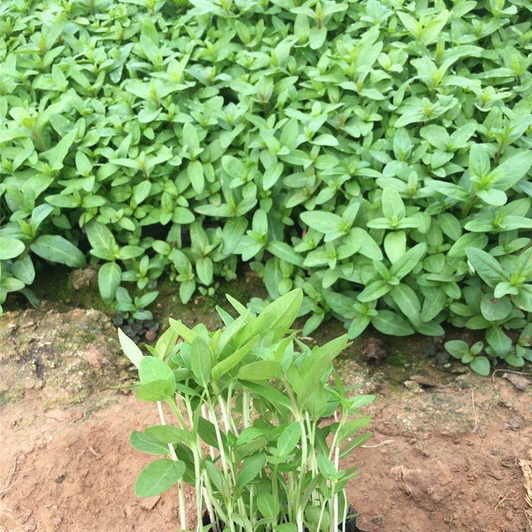 千屈菜价格 千屈菜基地