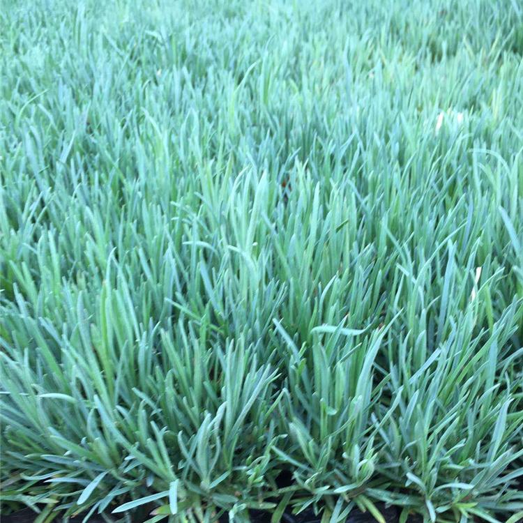 石竹 石竹种植基地 石竹批发