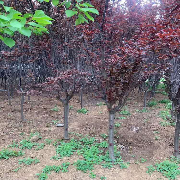 紫叶李 紫叶李树 紫叶李价格 紫叶李种植基地 绿化专用苗木 红叶李
