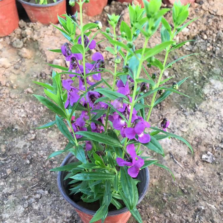 香彩雀 青州香彩雀种植基地批发