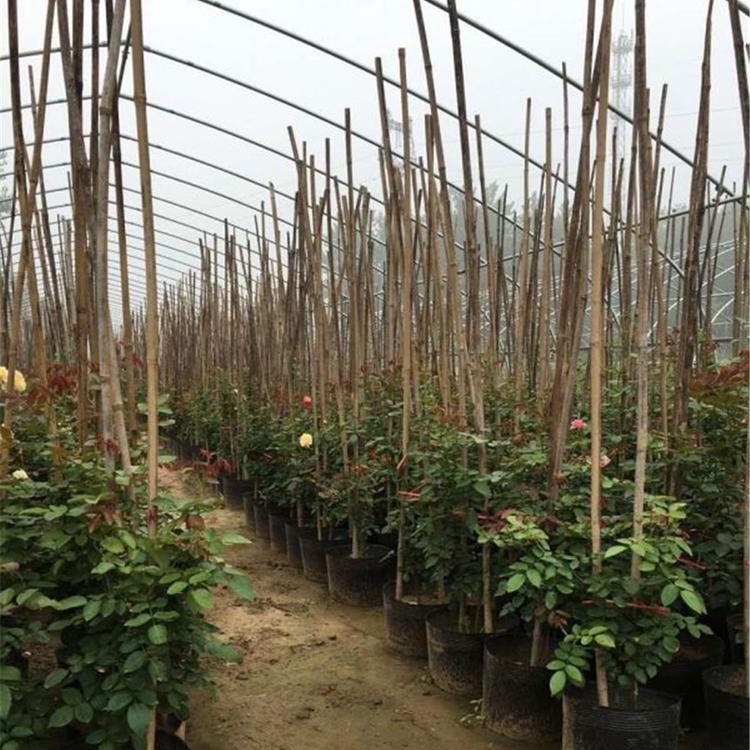 月季批发-月季价格-月季小苗价格-月季基地-南阳月季-月季花批发价-盆栽月季树价格-小苗月季小苗