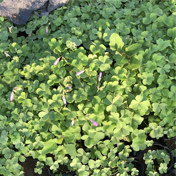 醡浆草 醡浆草批发 醡浆草种植基地