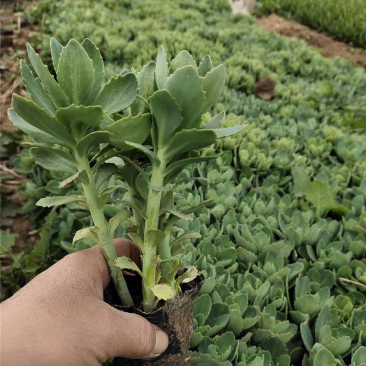 八宝景天种植基地 八宝景天价格 量大从优