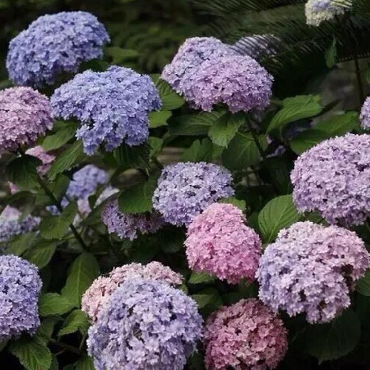 基地批发大花绣球 开花旺盛大花绣球小苗