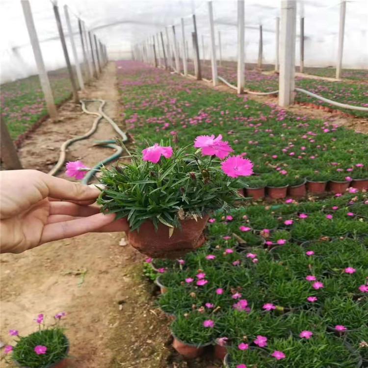 大量批发欧石竹杯苗    欧石竹价格